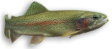 Rainbow Trout