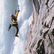 Ice Climbing